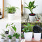 Self Watering Flower Pot Planter- 6 pcs